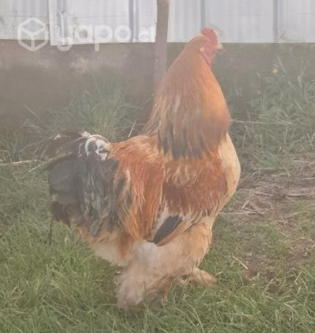 Pollos brahama y huevos