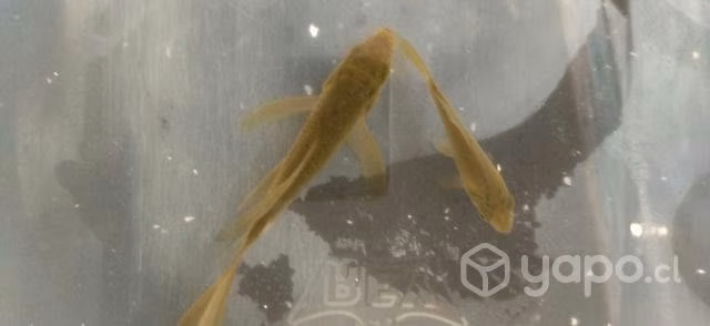 Peces carpa koi
