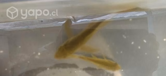 Peces carpa koi