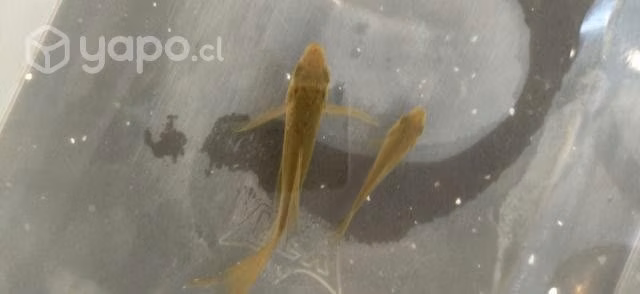 Peces carpa koi