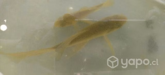 Peces carpa koi