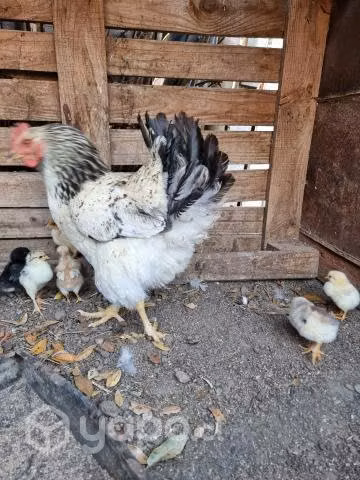 Gallina con camada de 9 pollitos