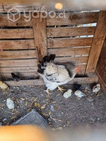 Gallina con camada de 9 pollitos