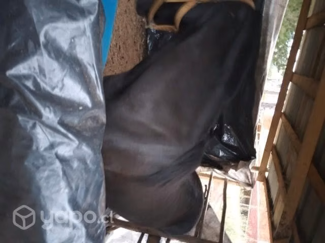 Yegua corralera