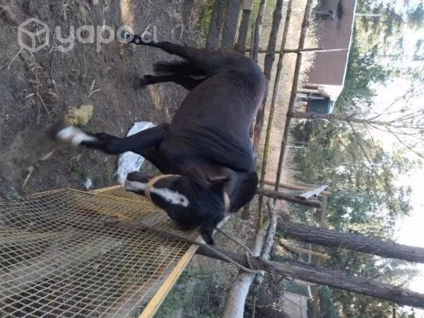 Yegua corralera