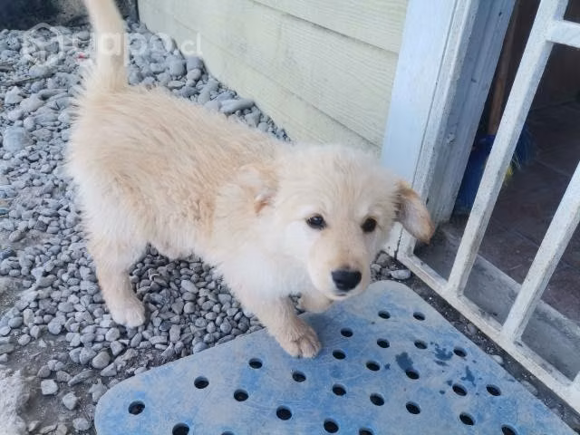 Regalo cachorrit