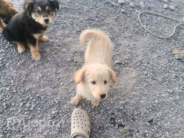 Regalo cachorrit