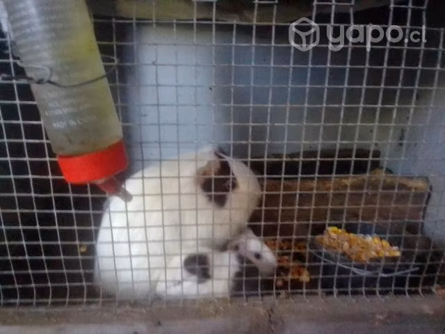 Cuyes para mascota