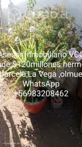 3400mts la Vega olmue, 3 casas más terreno