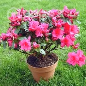 Plantas de Exterior