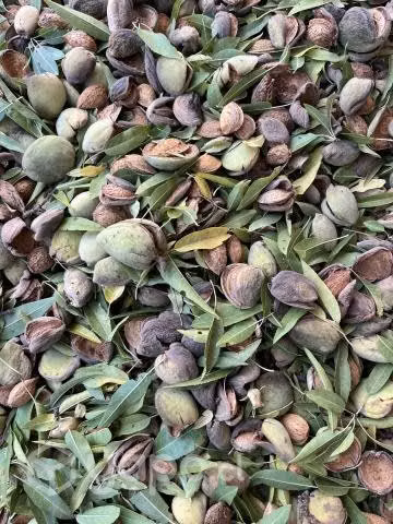 Almendras
