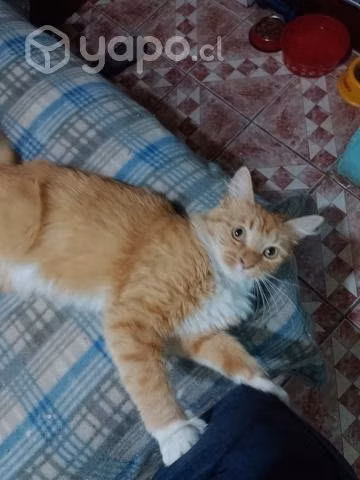 Antonia busca una familia