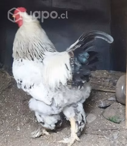 gallo