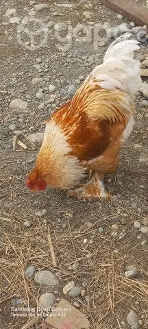 Brahma