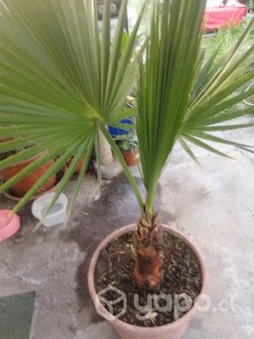 Hermosa Palmera Abanico