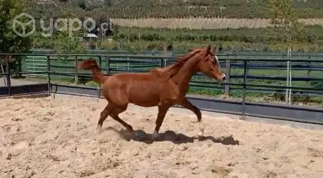 Caballos árabe - pura sangre