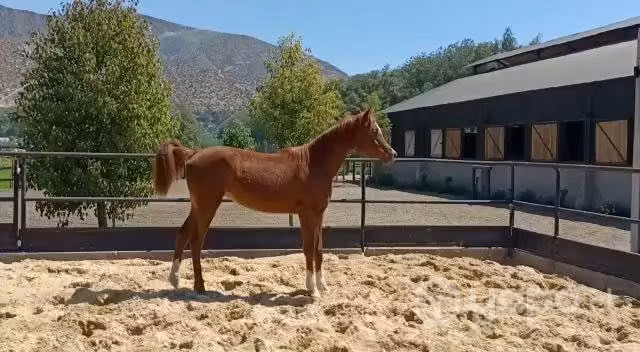Caballos árabe - pura sangre