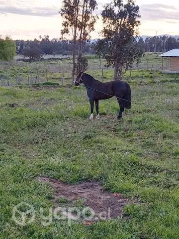 Caballo nuevo