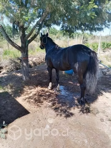 Caballo nuevo