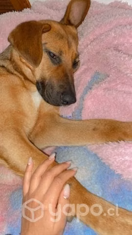 Perrita Pastor aleman mestiza