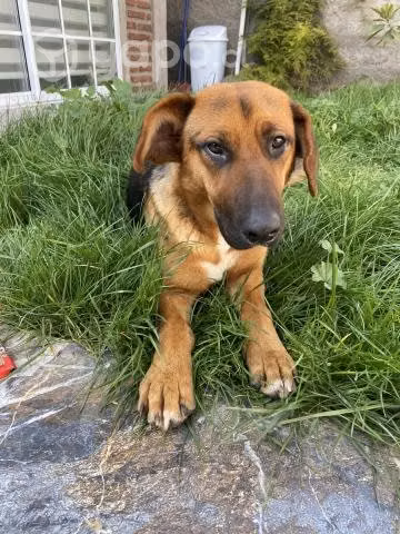 Perrita Pastor aleman mestiza