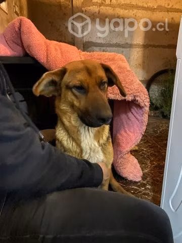 Perrita Pastor aleman mestiza
