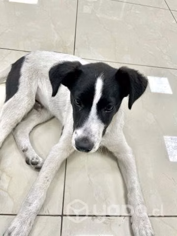 Adopción cachorro, busca casa y amor