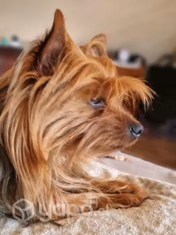 Alguna perrita que quiera ser mi novia ? - Imagen 2