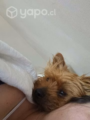 Alguna perrita que quiera ser mi novia ? - Imagen 3