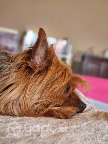 Alguna perrita que quiera ser mi novia ? - Imagen 4