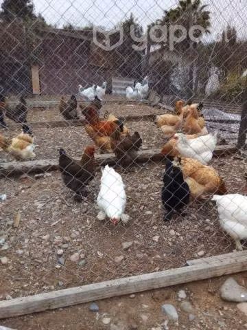 Gallinas y gallos brahamas - Imagen 4
