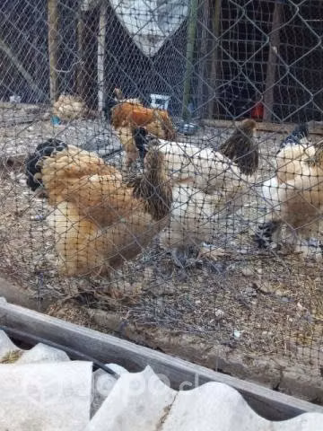 Gallinas y gallos brahamas - Imagen 2