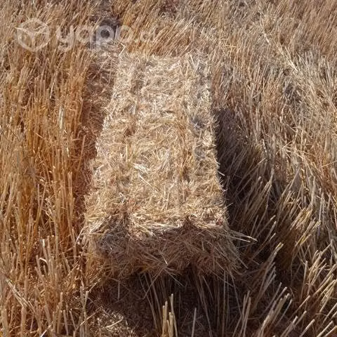 Fardo paja trigo - Imagen 5