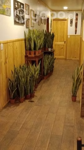 Sansevierias ( lengua de suegra )