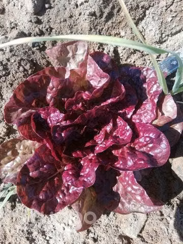 cebollas en rama canto del agu