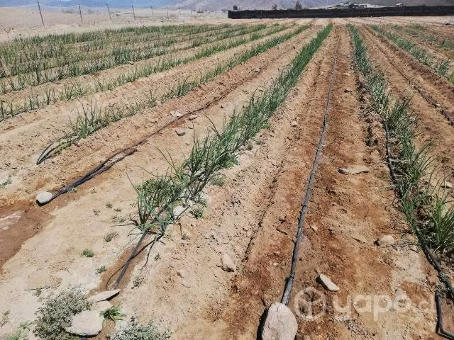 cebollas en rama canto del agu