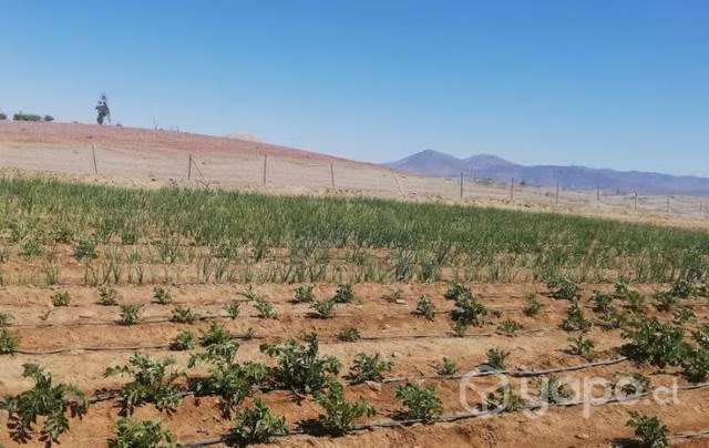 cebollas en rama canto del agu