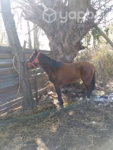 yegua inscrita de 4 años