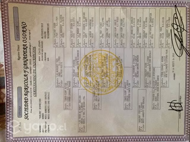 yegua inscrita de 4 años - Imagen 2