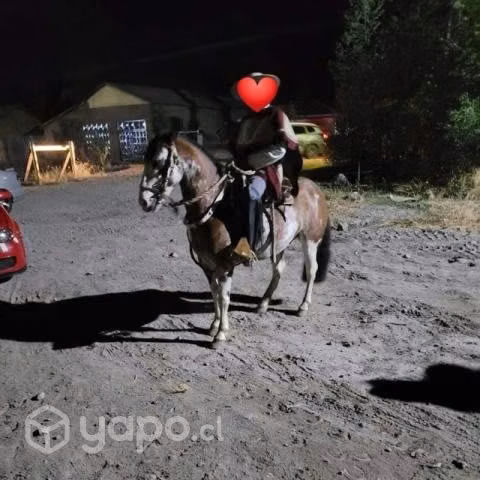 caballo inscrito