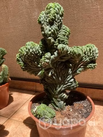 Cactus Cerebro