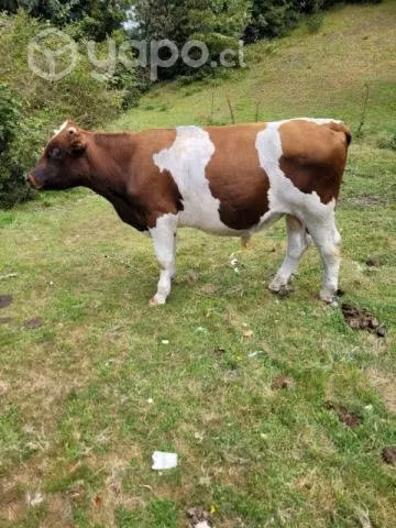 Mancornas de ternero