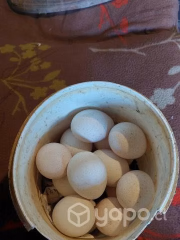 Huevitos de pavas.. - Imagen 2