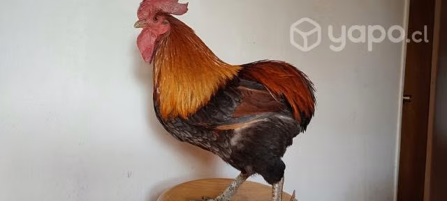 Gallo kollonko perdiz plata y dorado patas verdes