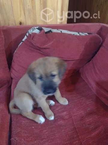 Regalo cachorritos