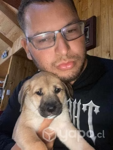 Regalo cachorritos