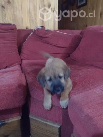Regalo cachorritos