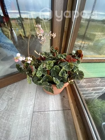 Pack 9 plantas