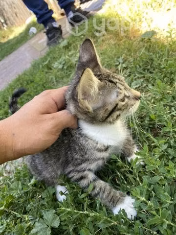 Se regalan gatitos