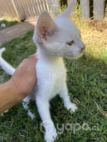 Se regalan gatitos